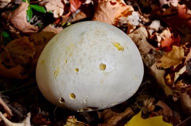 Giant puffball Mushroom on forest floor. 