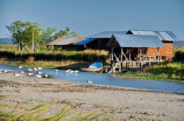 Palo Verde, Kosta Rika yakınlarındaki bir sulak arazide orman leylekleri