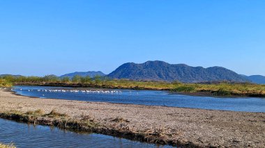 Palo Verde, Kosta Rika yakınlarındaki bir sulak arazide orman leylekleri