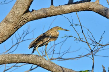 Palo Verde Ulusal Parkı, Kosta Rika 'da çıplak boğaz Tiger-Heron