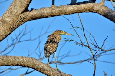 Palo Verde Ulusal Parkı, Kosta Rika 'da çıplak boğaz Tiger-Heron