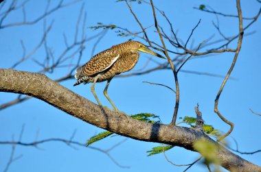 Palo Verde Ulusal Parkı, Kosta Rika 'da çıplak boğaz Tiger-Heron