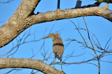 Palo Verde Ulusal Parkı, Kosta Rika 'da çıplak boğaz Tiger-Heron