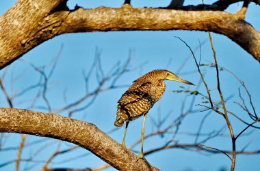 Palo Verde Ulusal Parkı, Kosta Rika 'da çıplak boğaz Tiger-Heron