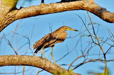 Palo Verde Ulusal Parkı, Kosta Rika 'da çıplak boğaz Tiger-Heron
