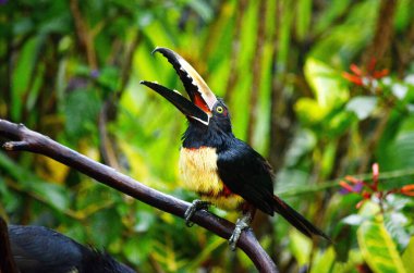 Kosta Rika 'da Bijagua de Upala yakınlarında Aracari yakalandı.