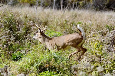 Kanada, Ontario 'da ormanda duran beyaz kuyruklu geyik geyiği..
