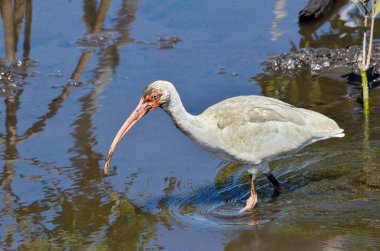 Kosta Rika 'da bir mangrov bataklığında beyaz aynak.