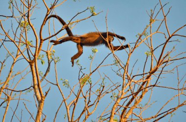 Uluyan maymun Kosta Rika 'da ağaç tepesinde hareket ediyor..