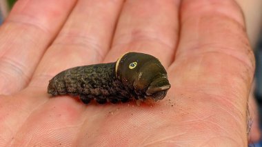 Kanada, Ontario 'da bir insan elinin üstünde Doğu Kaplan Kırlangıç Tırtıl.