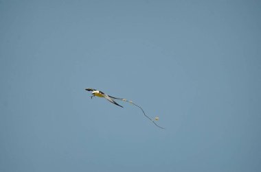 Uçan kırlangıç kuyruklu uçurtma ve Costa Ric 'te bir ağaç dalı var.