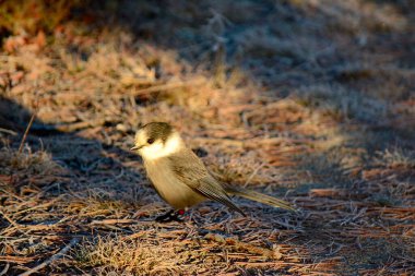 Kanada Jay (Gray Jay veya Whiskey Jack olarak da bilinir) Kanada 'nın Ontario kentindeki Algonquin Park' ta.