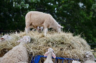 Ontario, Kanada 'da bir çiftlikte koyun sürüsü..