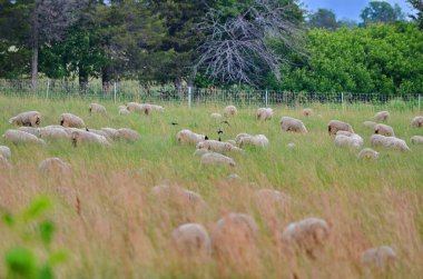 Ontario, Kanada 'da bir çiftlikte koyun sürüsü..