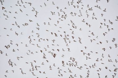 Kanada Ontario 'da bir su koridorunun yakınında uçan kar kirazları.