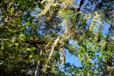 Sakal zambakları aynı zamanda yaşlı adamın sakalı olarak da bilinir. Haida Gwaii, BC, Kanada 'da ağaç dallarında ve gövdelerinde yetişir.