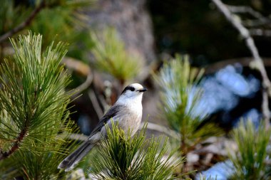 Kanada Jay (ayrıca Gray Jay veya Whiskey Jack olarak da bilinir) Kanada 'nın Ontario kentinde Algonquin Park' ta bir ağaç dalına tünemiştir..