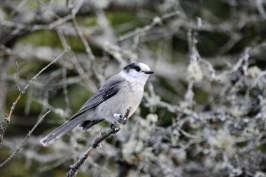 Kanada Jay (ayrıca Gray Jay veya Whiskey Jack olarak da bilinir) Kanada 'nın Ontario kentinde Algonquin Park' ta bir ağaç dalına tünemiştir..