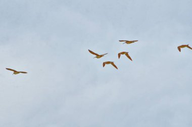 Haida Gwaii, BC, Kanada 'da Sandspet' te kıyı boyunca yürüyen tuhaf kuşlar.