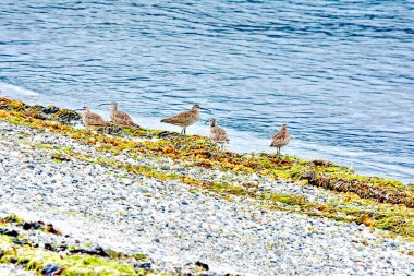Haida Gwaii, BC, Kanada 'da Sandspet' te kıyı boyunca yürüyen tuhaf kuşlar.