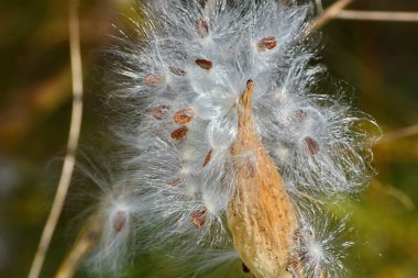 Güney Ontario, Kanada 'da sonbaharın sonlarında süt yosunu kapsülü patlaması