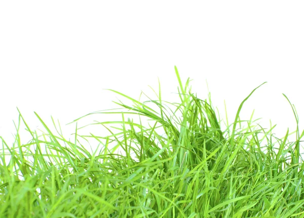 Geïsoleerde groen gras — Stockfoto