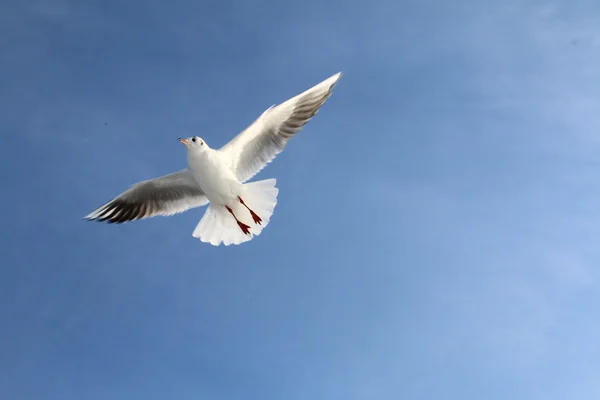 Біла чайка ширяє у яскравому небі — стокове фото