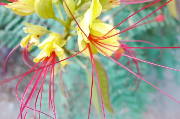 Gambar abstrak bunga eksotis kuning dengan benang sari merah muda — Stok Foto