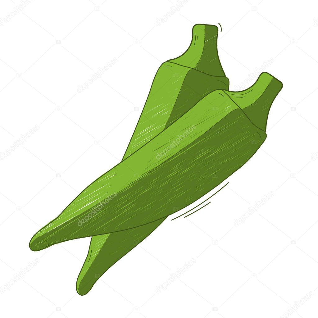vector illustration, vegetable abelmos okra gombo on white background.