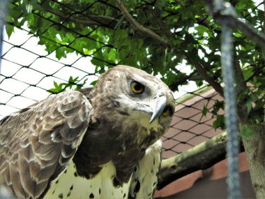 Kameraya tuhaf bir şekilde bakan bir kartala yaklaş. Drakensberg 'deki Yırtıcı Kuşun Şahin Tepesi' nde gündüz çekilmiş..