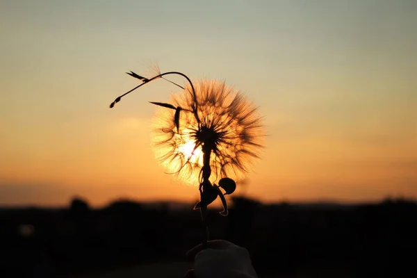 Coucher Soleil Travers Une Silhouette Pissenlit Prendre Une Journée Claire — Photo