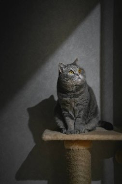Sarı gözlü İngiliz bir tekir kedisi tırmalama direğine oturur ve bir ışık kaynağına bakar. Evin içindeki bir evcil hayvan duvara gölge düşürür. Konforlu ev kavramı.