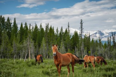 Kırmızı atlar ormanın ve dağların arka planında çayırlarda otlarlar. At portresi. Vahşi doğa, köy hayatı, eyalet, çiftlik hayvanları. Yeşil çimenleri ve karlı tepeleri olan güzel bir manzara..