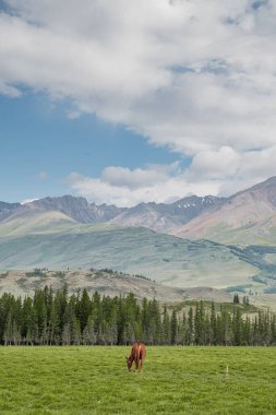 Kırmızı at ormanın ve dağların arka planında çayırda otluyor. At portresi. Vahşi doğa, köy hayatı, eyalet, çiftlik hayvanları. Yeşil çimenleri ve karlı tepeleri olan güzel bir manzara..