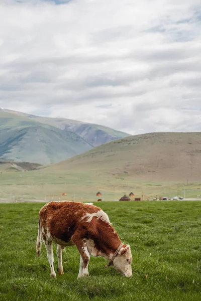 Les Vaches Paissent Dans Prairie Sur Fond Forêt Des Montagnes — Photo