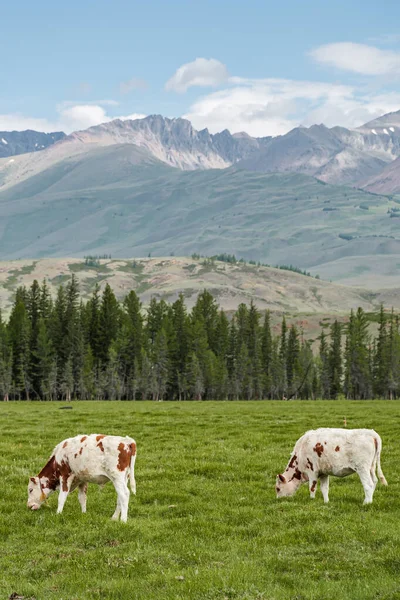 Une Vache Broute Dans Une Prairie Sur Fond Montagnes Queues — Photo