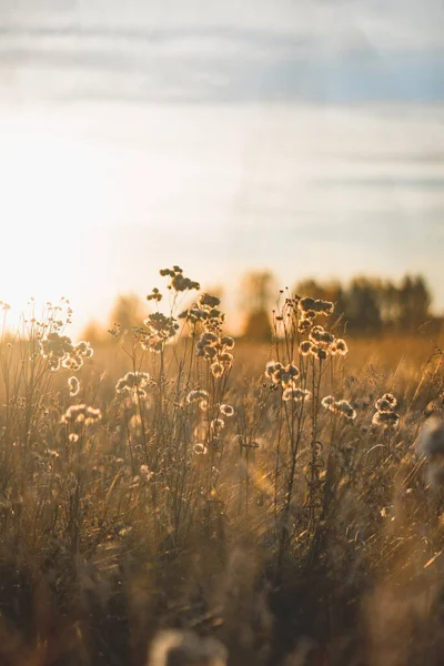 Pole Krajobraz Miękkich Promieni Słońca Dzikie Kwiaty Podświetlane Przez Zachód — Zdjęcie stockowe