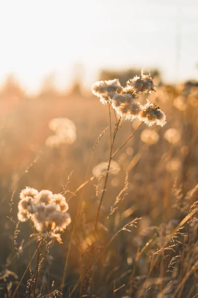 Veldlandschap Zachte Zonnestralen Wilde Bloemen Worden Verlicht Door Zonsondergang Zonsopgang Stockfoto