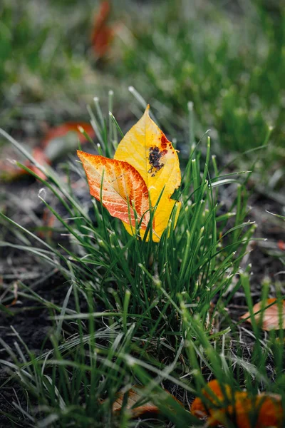Yellow Red Fallen Leaves Green Grass Close Autumn Landscape Withering — Stock Photo, Image