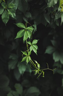 Vahşi üzümlerin doğal arka planı. Duvarda yeşil sarmaşık yaprakları var. Karanlık bir arka planda loach. Kopyalamak ve tasarlamak için boşluk.