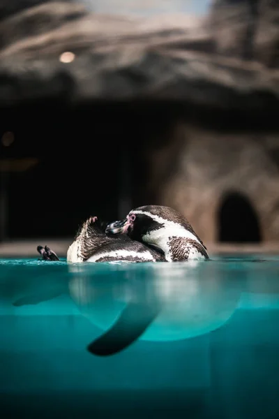 Humboldt Penguin Swims Water Peruvian Penguin Close Observing Wild Animals — Stock Photo, Image