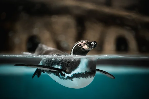 Humboldtský Tučňák Plave Vodě Peruánský Tučňák Zblízka Pozorování Divokých Zvířat — Stock fotografie