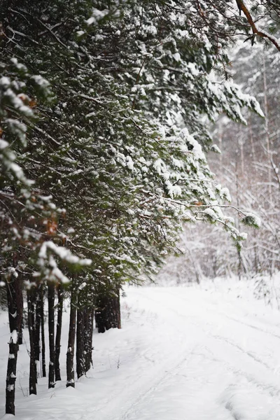 雪で冬の森の風景 松の木や道路をカバー 雪の下の針葉樹の枝 コピースペースのある美しい背景 — ストック写真