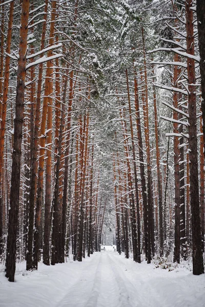 雪に覆われた鉄道で冬の松林の風景 雪に覆われた木の幹の質感 天然木の背景 — ストック写真