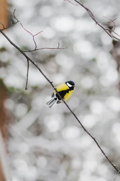 Great Yellow Tit Parus Sits Branch Snow Covered Trees Portrait — 图库照片