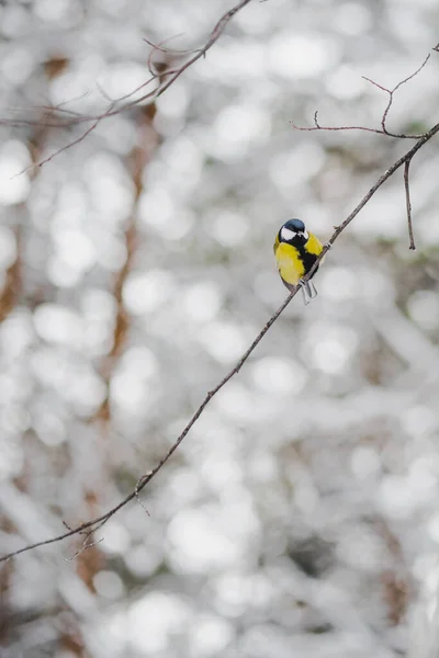Great Yellow Tit Parus Sits Branch Snow Covered Trees Portrait — Stock fotografie