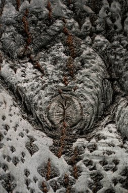 Yakın plan ağaç kabuğu dokusu. Aspen gövdesi yüzeyinin doğal arka planı. Çatlakların ve düğümlerin güzel deseni.
