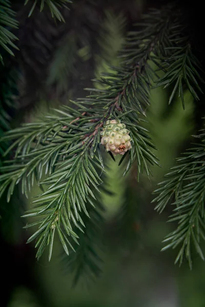 Natural Background Fir Branches Small Young Cone Beautiful Coniferous Forest — Stock Photo, Image