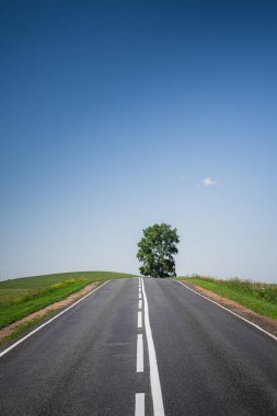 Ufuktaki büyük bir ağaca uzanan çayırların arasında asfalt bir yol. Güzel bir yaz manzarası, mavi gökyüzü, yeşillik ve tepede bir ağaç. Minimalizm, ulaşım bağlantıları, seyahat kavramı.