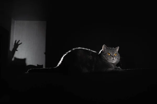 British Gray Cat Lies Back Sofa Hand Shadow Wall Portrait Stockafbeelding